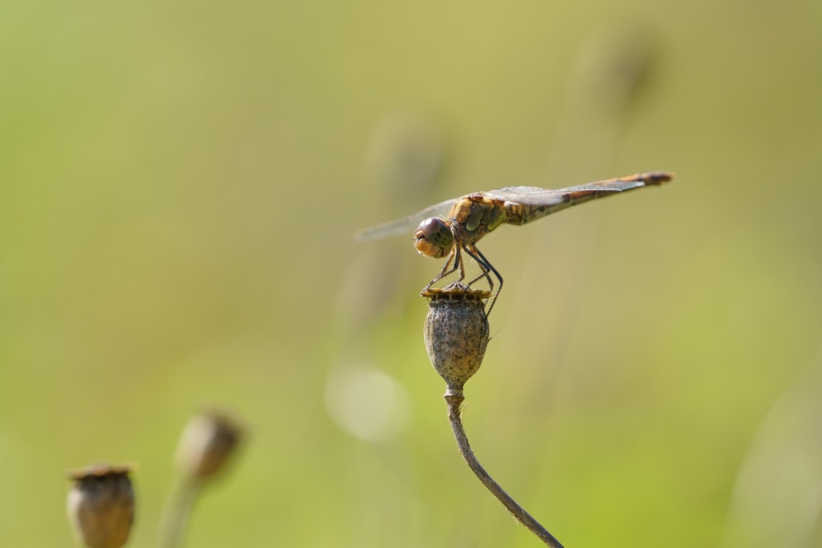 Foto: Tinus Kremer