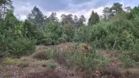 Natuurwerkdag in het Lutterzand